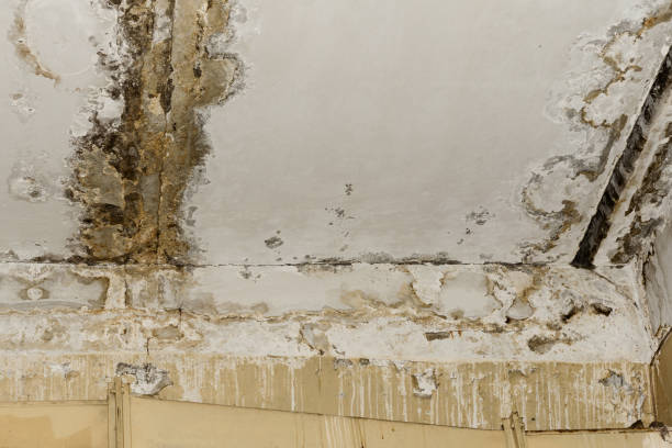 Why You Should Choose Our Mold Remediation Services in Canal Fulton, OH